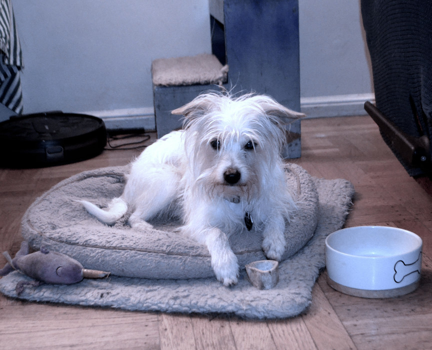 Archie, a Adopted mixed breed in San Francisco, CA image 4/6