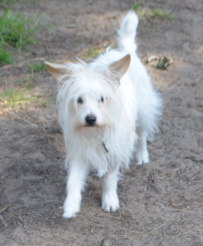 Archie, a Adopted mixed breed in San Francisco, CA image 5/6