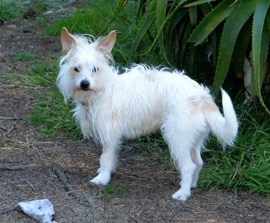 Archie, a Adopted mixed breed in San Francisco, CA image 6/6