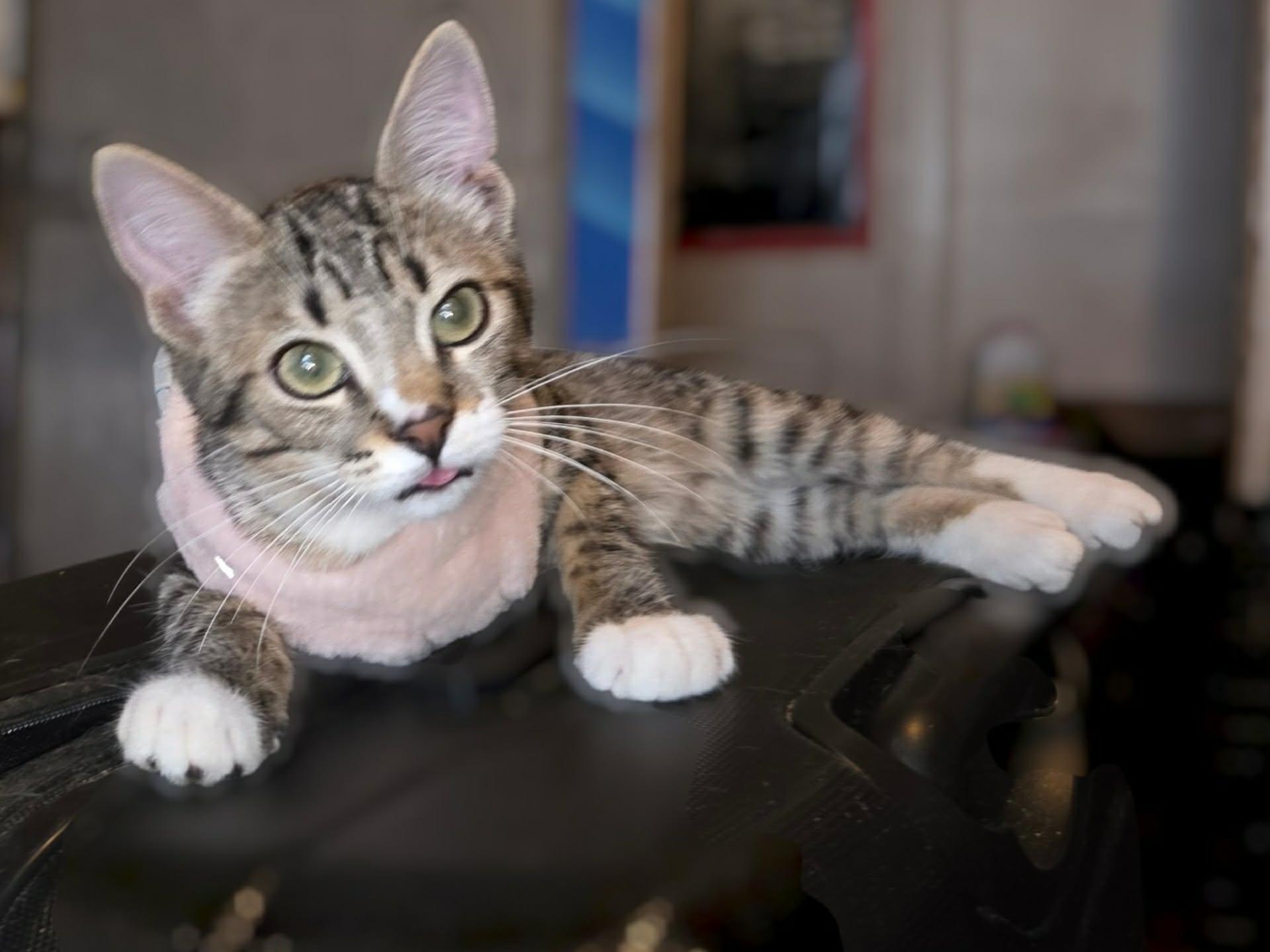 Enlarge Gaia, a Adoptable Tabby in Okemah, OK image 1/1