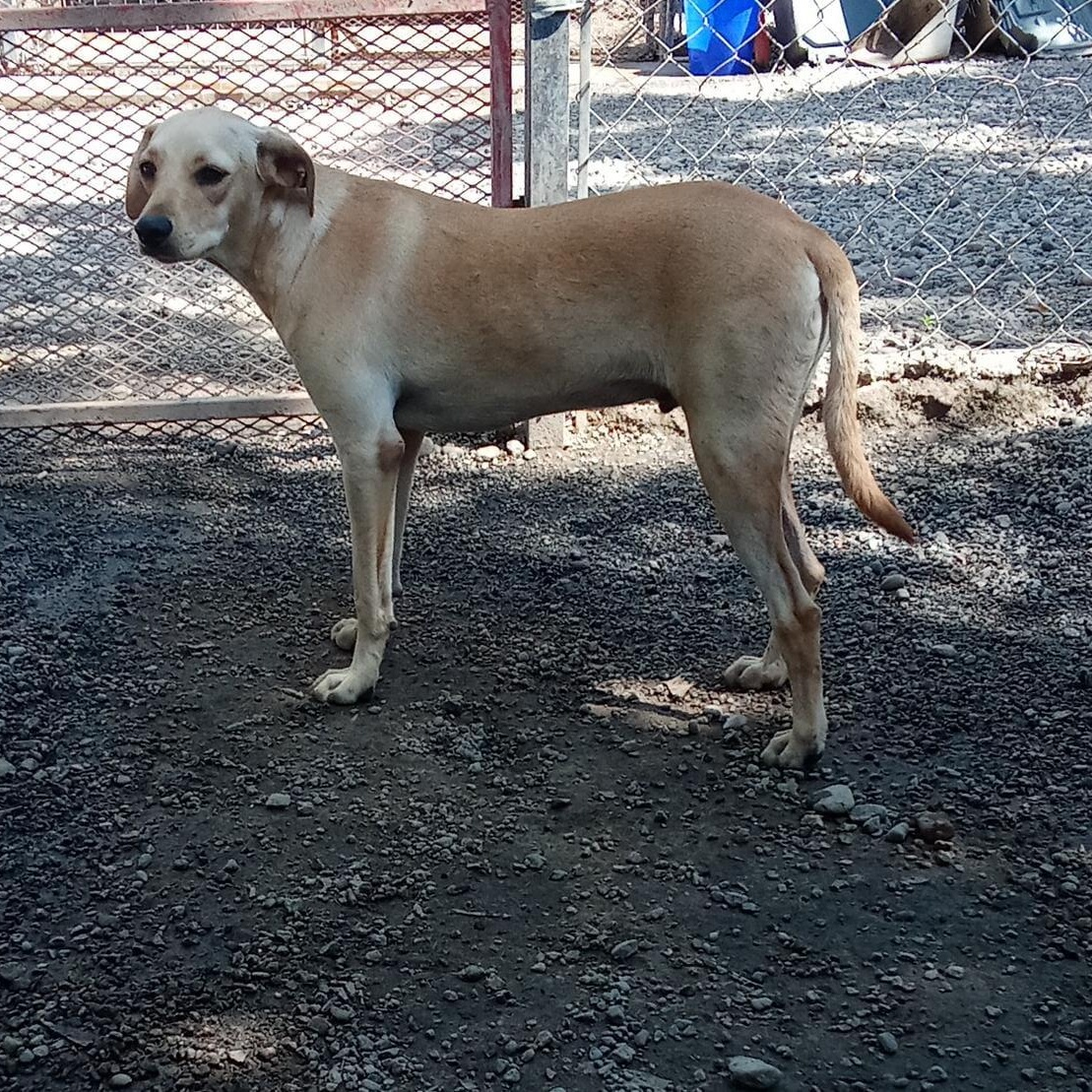 Quesito, an adoptable Mixed Breed in Las Jarretaderas, NAY, 63735 | Photo Image 4