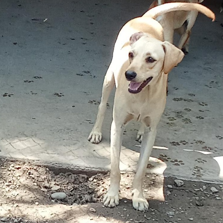 Quesito, an adoptable Mixed Breed in Las Jarretaderas, NAY, 63735 | Photo Image 1