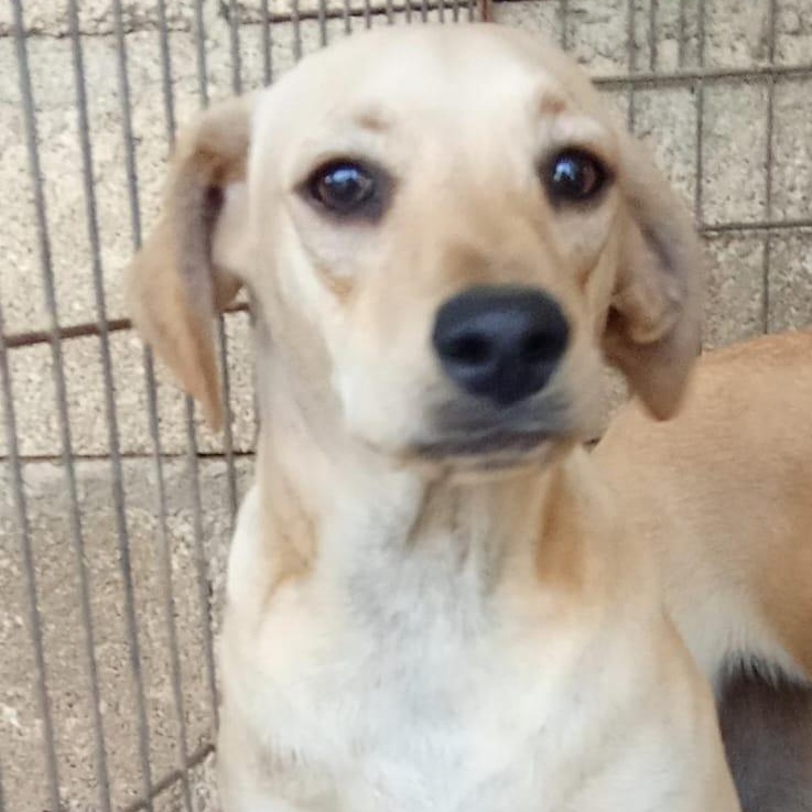 Quesito, an adoptable Mixed Breed in Las Jarretaderas, NAY, 63735 | Photo Image 5