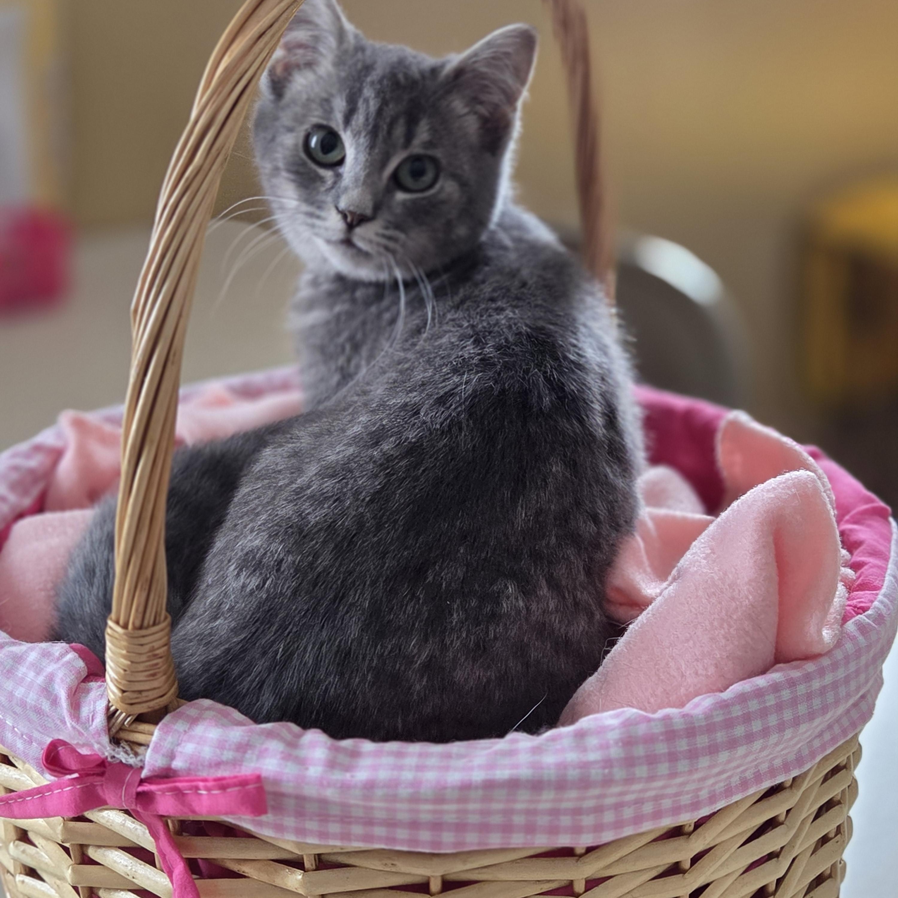 Tinsel, adopted, Young Female Domestic Short Hair.