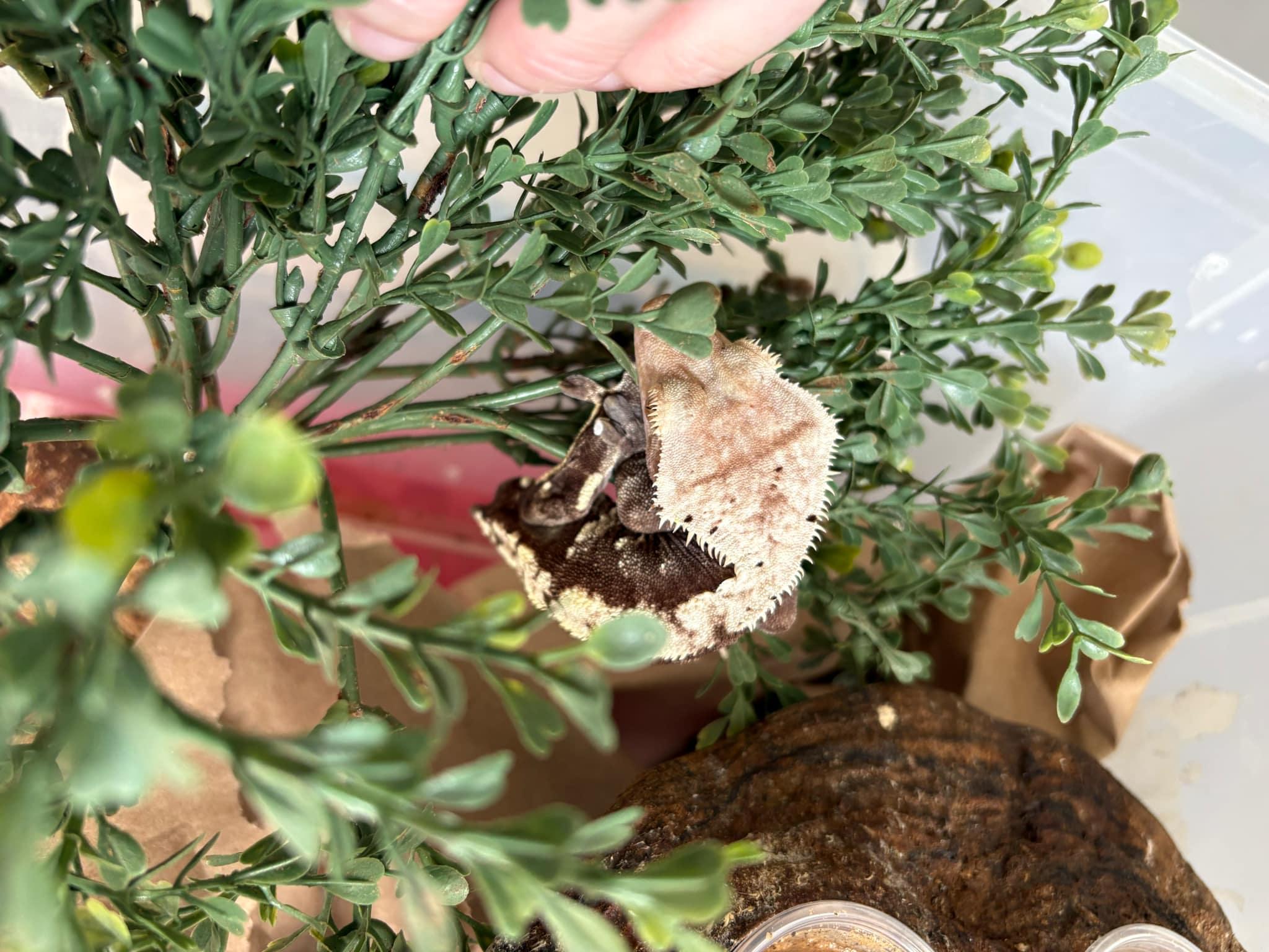 Enlarge Egg, a Adoptable Gecko in FRANKTON, IN image 2/2