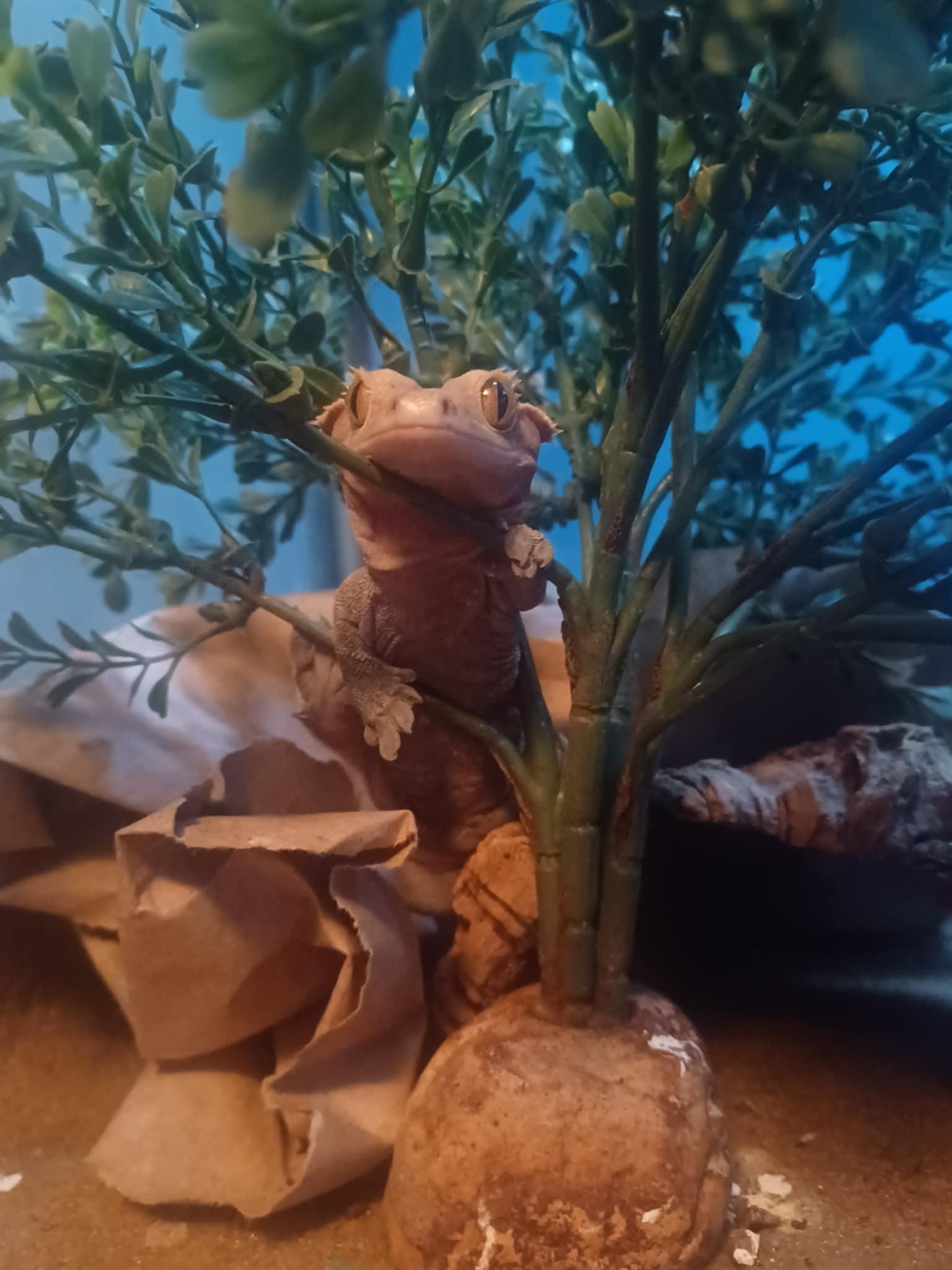 Egg, Adoptable, Adult Unknown Gecko.