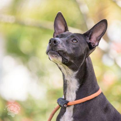 Enlarge Penelope, a Adoptable mixed breed in Honolulu, HI image 1/3