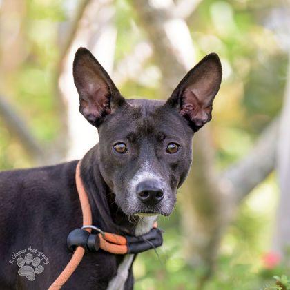 Enlarge Penelope, a Adoptable mixed breed in Honolulu, HI image 3/3