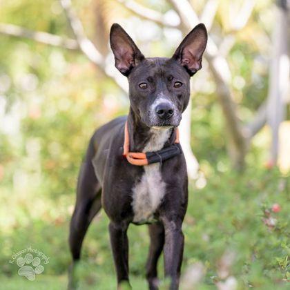 Enlarge Penelope, a Adoptable mixed breed in Honolulu, HI image 2/3