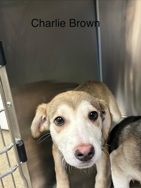 Charlie Brown, Adoptable, Puppy Male Siberian Husky.
