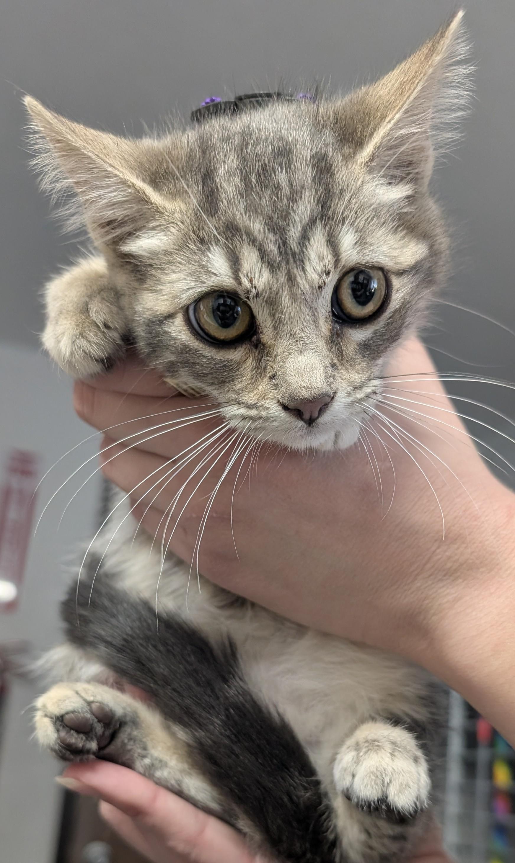 Sprig, Adoptable, Kitten Female Domestic Short Hair.