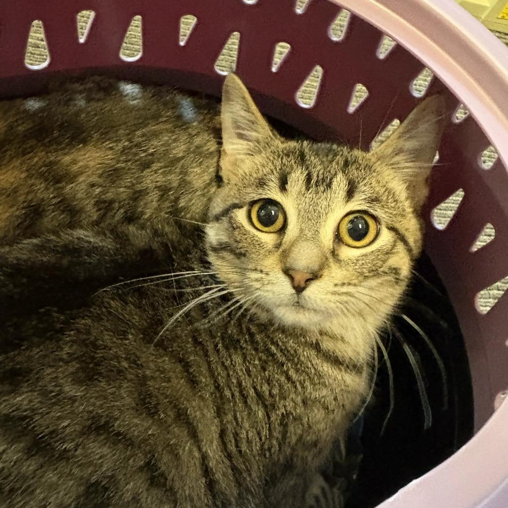 Beaker, Adoptable, Young Male Domestic Short Hair.