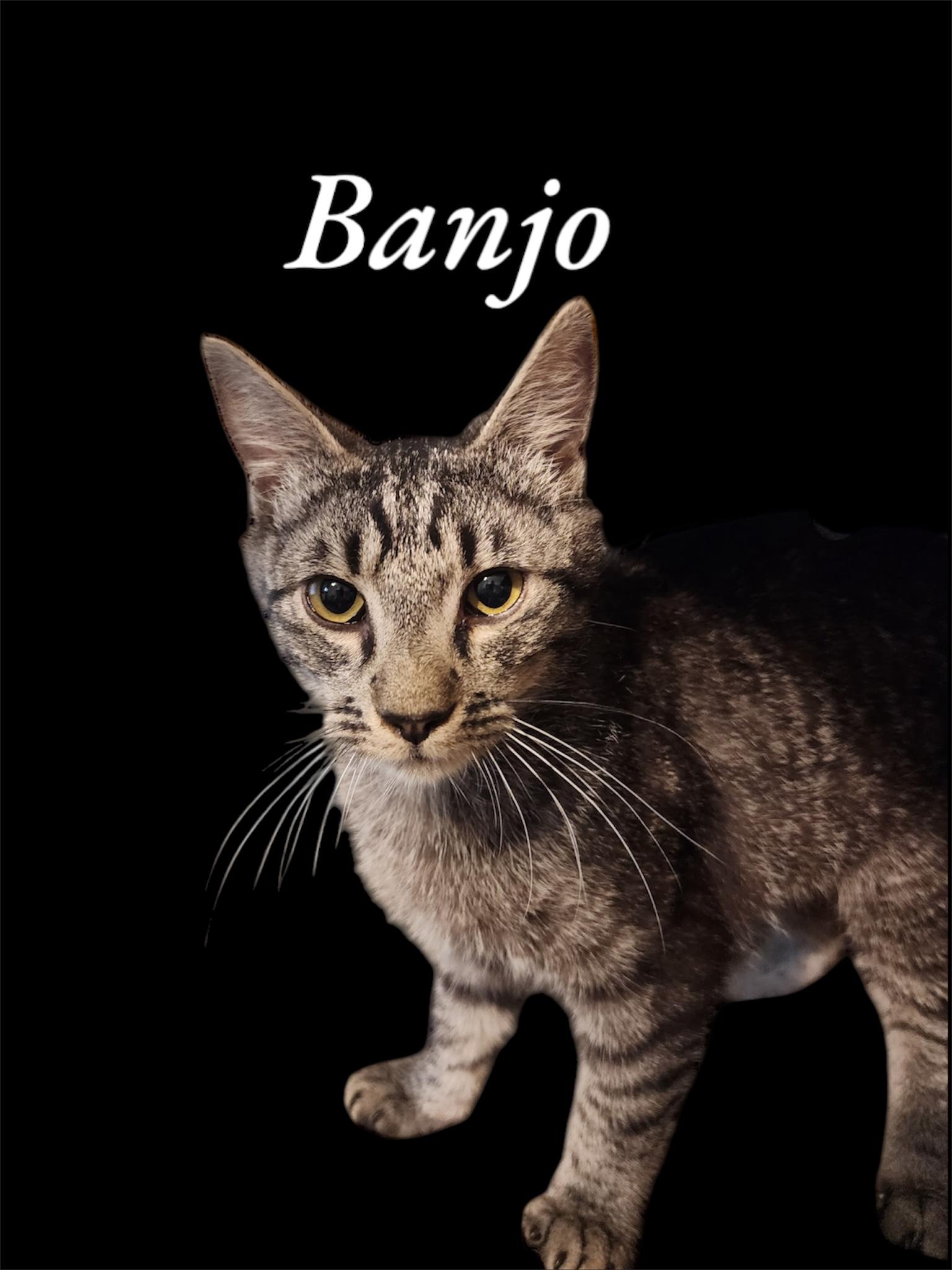 Banjo