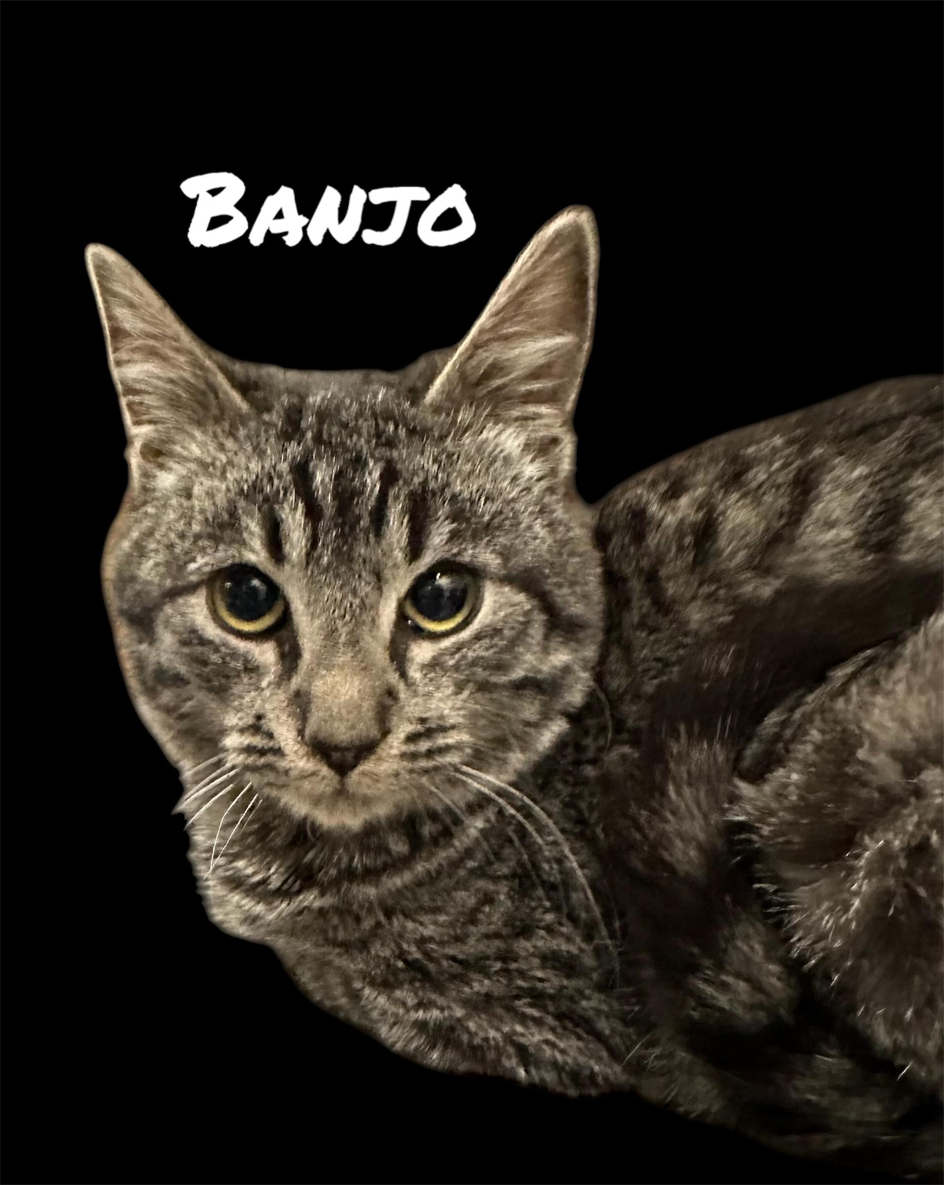 Banjo, an adoptable Domestic Short Hair in Auburn, CA, 95603 | Photo Image 2