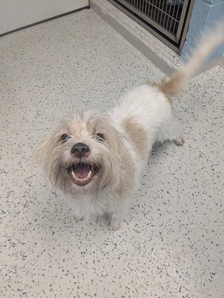Albus, Adoptable, Adult Male Terrier.