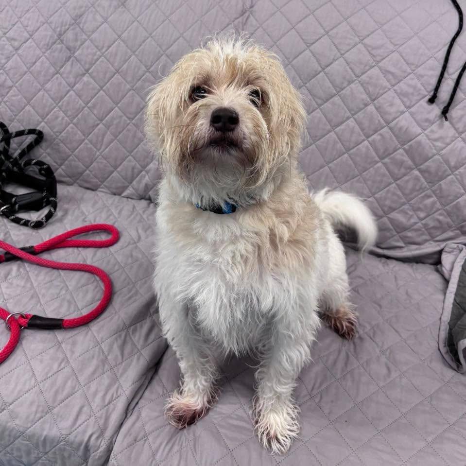 Enlarge Albus, a Adoptable Terrier in Muskegon, MI image 2/3