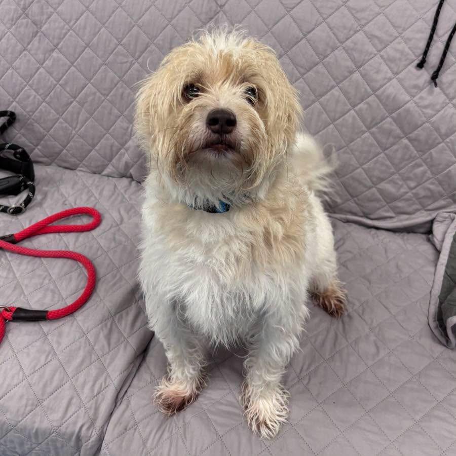 Enlarge Albus, a Adoptable Terrier in Muskegon, MI image 3/3