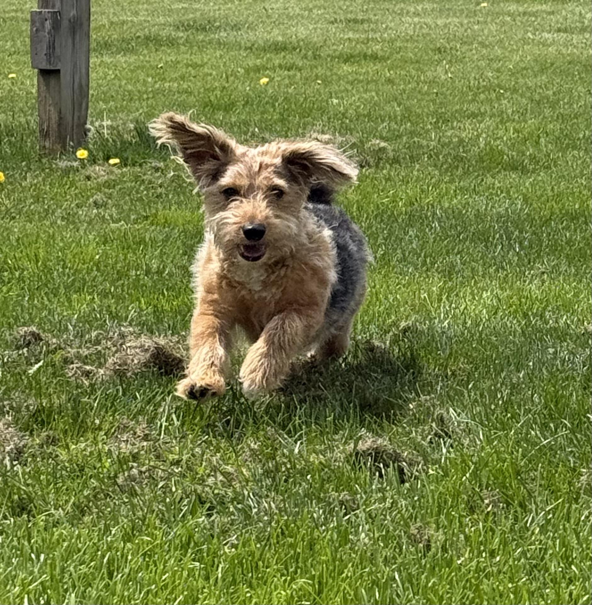 Theo, adopted, Adult Male Corgi.