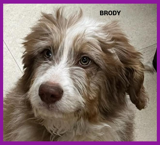 Brody, adopted, Young Male Poodle.