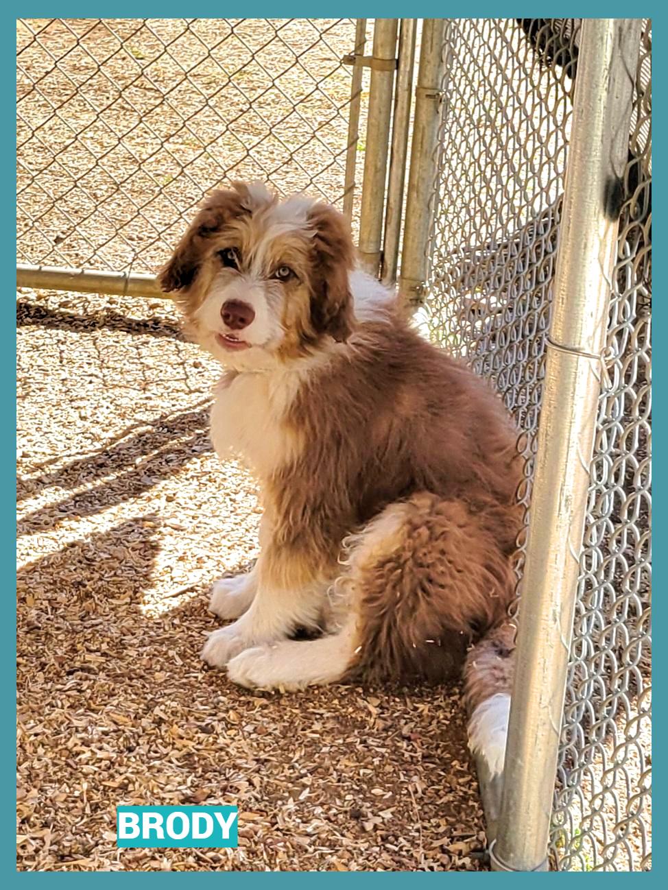 Enlarge Brody, an adopted mixed breed in Granbury, TX image 2/2