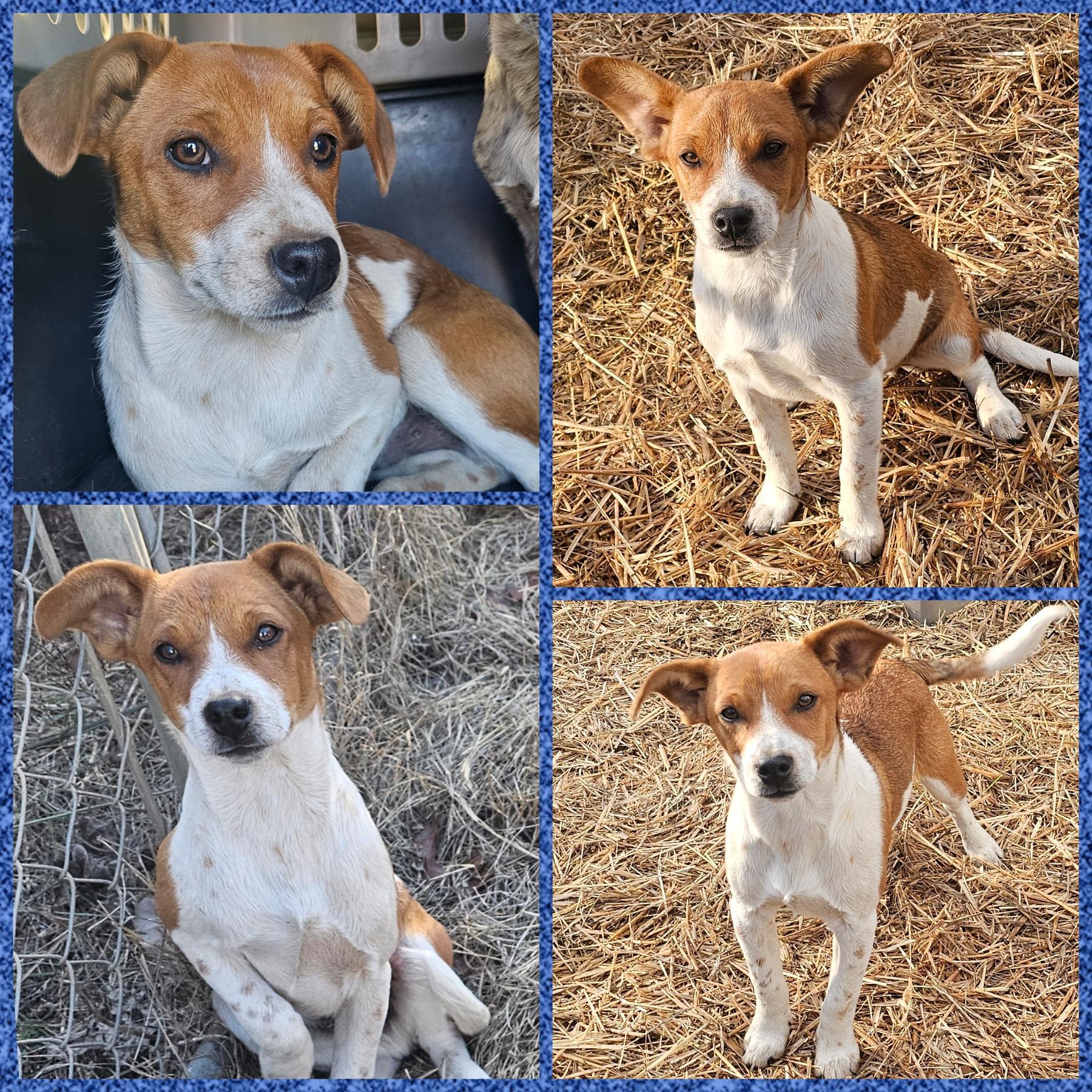 Sprout, ADOPTABLE, Young Male Australian Cattle Dog / Blue Heeler & Dachshund.