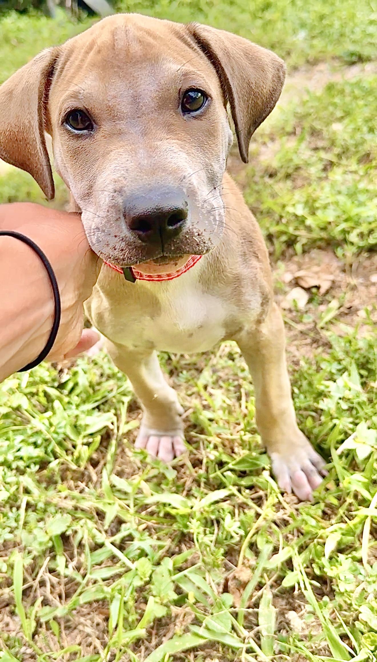 Enlarge Pancho - *LOW ADOPTION FEE* Playful, Friendly and Loving lab mix puppy, a Adoptable mixed breed in Boston, MA image 6/6