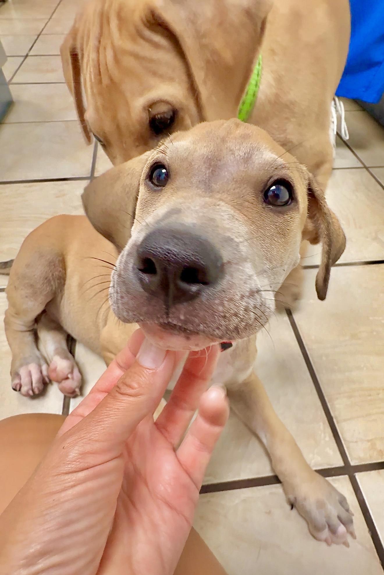 Enlarge Pancho - *LOW ADOPTION FEE* Playful, Friendly and Loving lab mix puppy, a Adoptable mixed breed in Boston, MA image 3/6