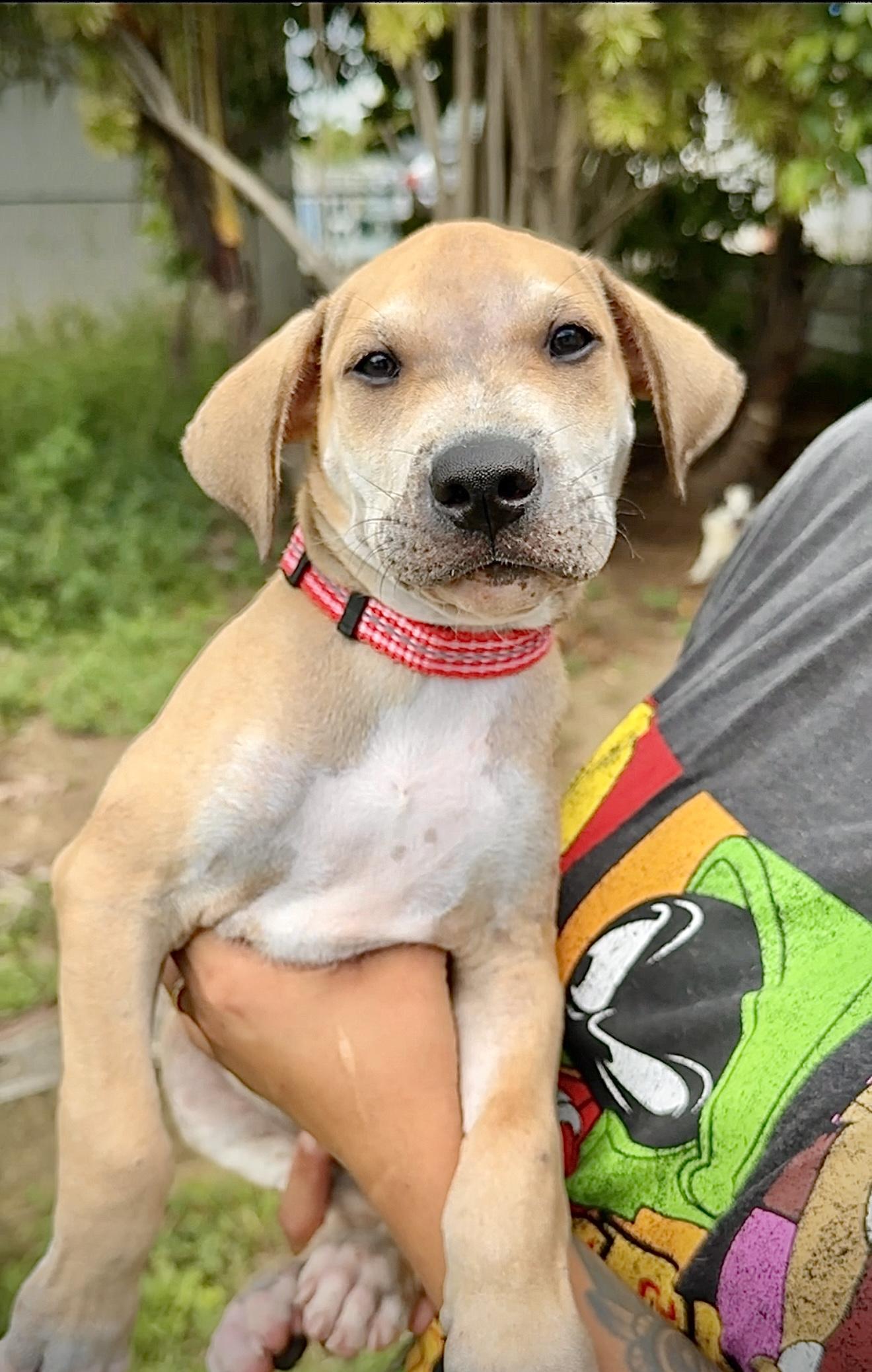 Enlarge Pancho - *LOW ADOPTION FEE* Playful, Friendly and Loving lab mix puppy, a Adoptable mixed breed in Boston, MA image 1/6