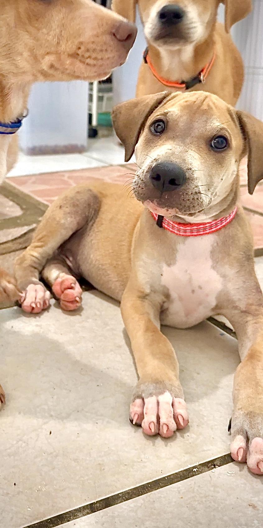 Enlarge Pancho - *LOW ADOPTION FEE* Playful, Friendly and Loving lab mix puppy, a Adoptable mixed breed in Boston, MA image 5/6