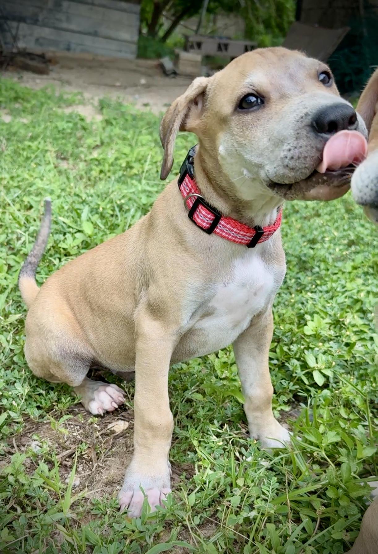 Enlarge Pancho - *LOW ADOPTION FEE* Playful, Friendly and Loving lab mix puppy, a Adoptable mixed breed in Boston, MA image 4/6