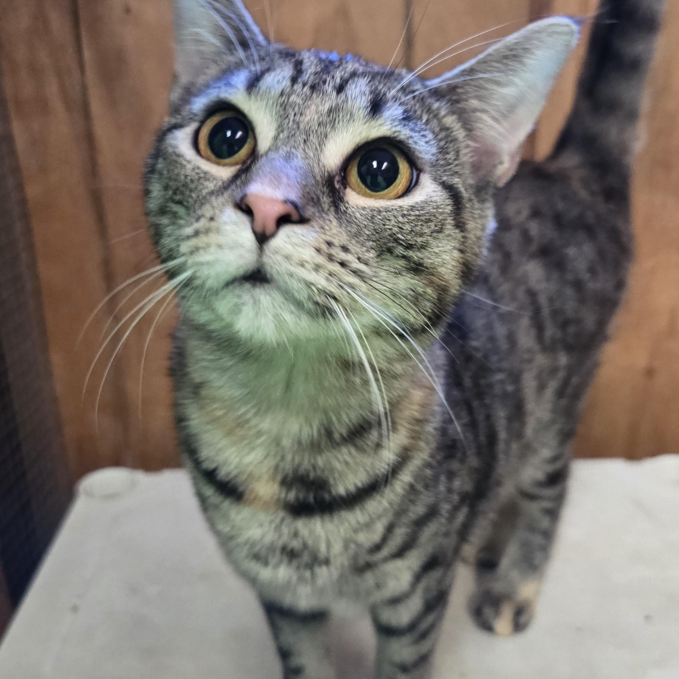 Enlarge Tara, a Adoptable Domestic Short Hair in Shippenville, PA image 1/4