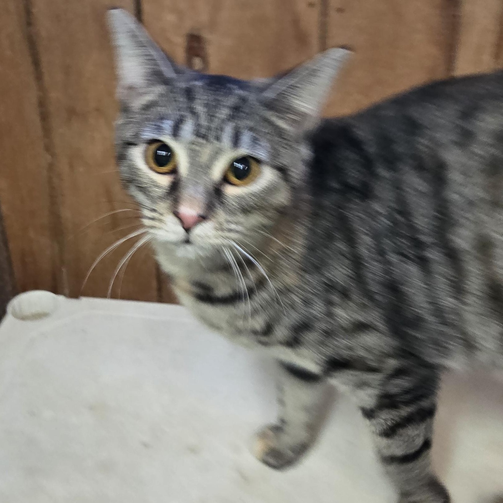 Enlarge Tara, a Adoptable Domestic Short Hair in Shippenville, PA image 4/4