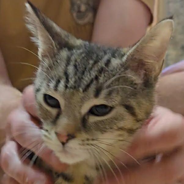 Tara, ADOPTABLE, Kitten Female Domestic Short Hair.
