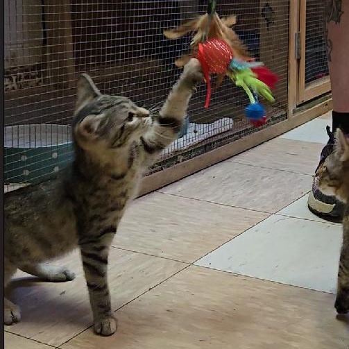 Tara, a ADOPTABLE Domestic Short Hair in Shippenville, PA image 2/2