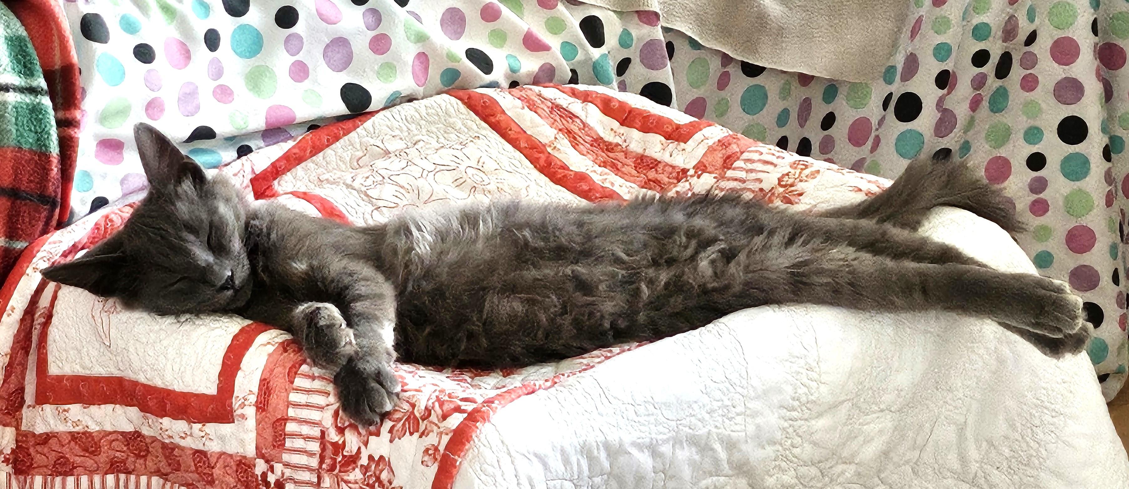 Enlarge Pugsley (A140893), a Adoptable Domestic Medium Hair in Burbank, CA image 2/6