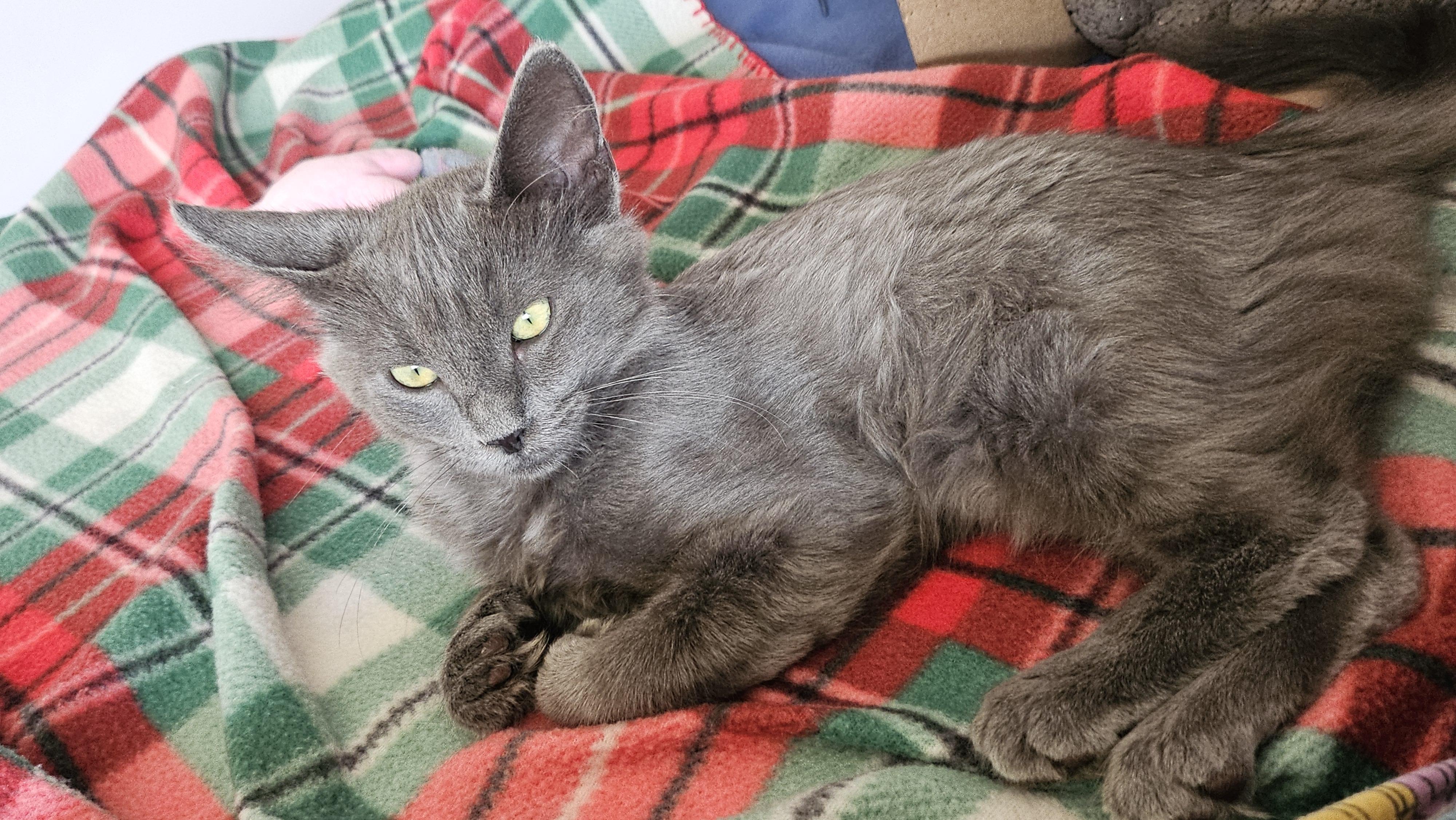 Pugsley (A140893), Adoptable, Kitten Male Domestic Medium Hair.