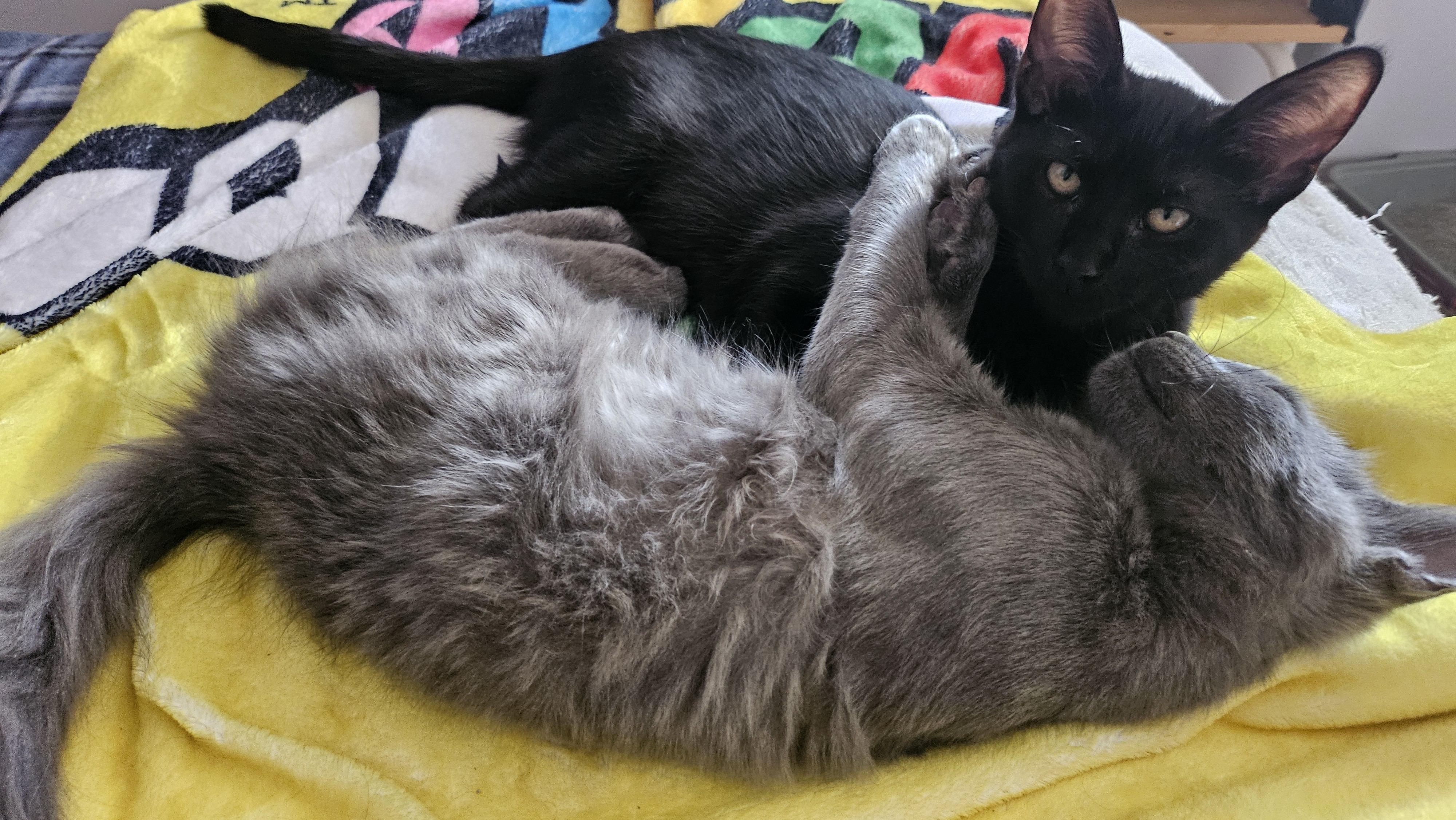Enlarge Pugsley (A140893), a Adoptable Domestic Medium Hair in Burbank, CA image 5/6