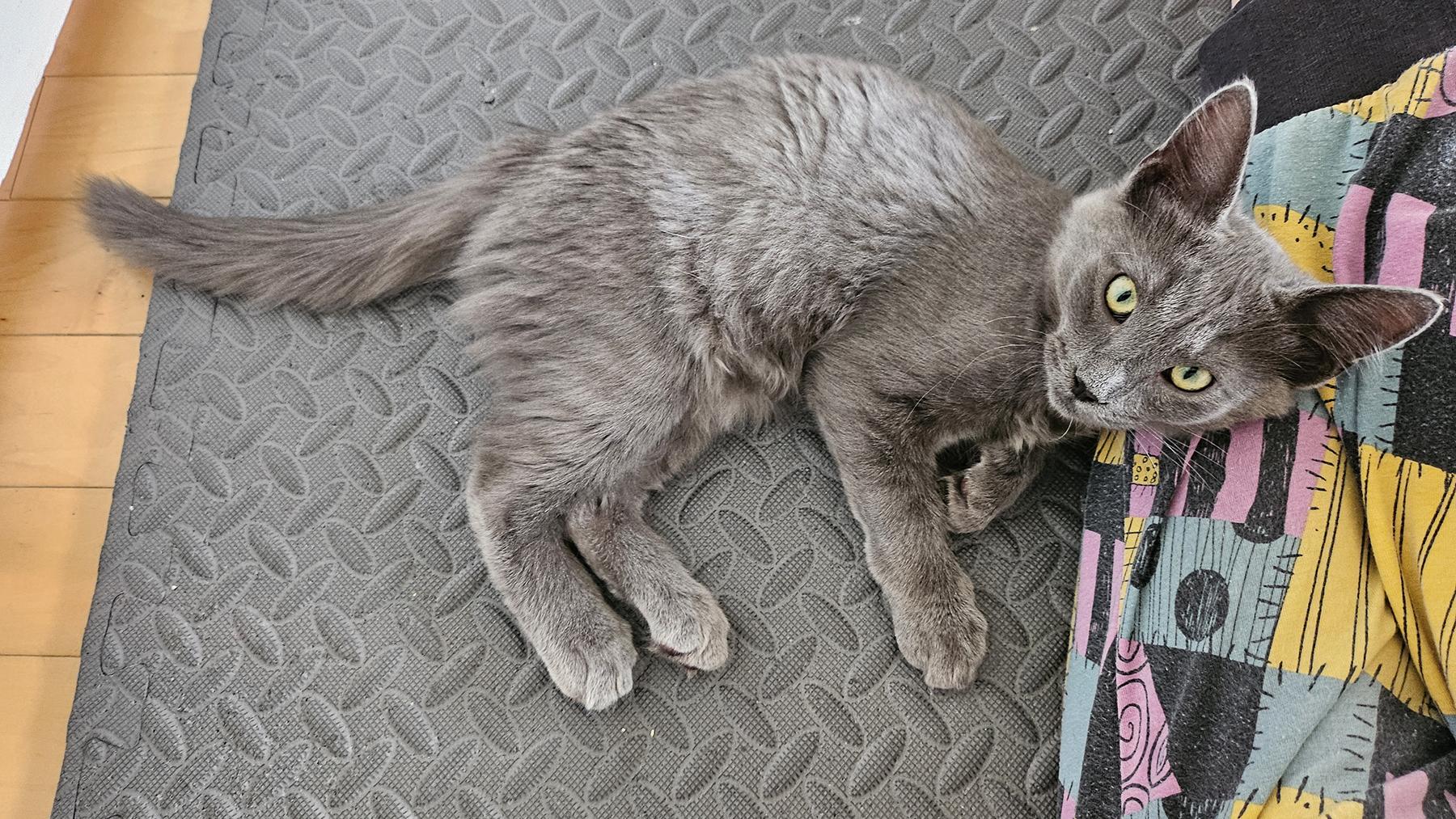 Enlarge Pugsley (A140893), a Adoptable Domestic Medium Hair in Burbank, CA image 3/6