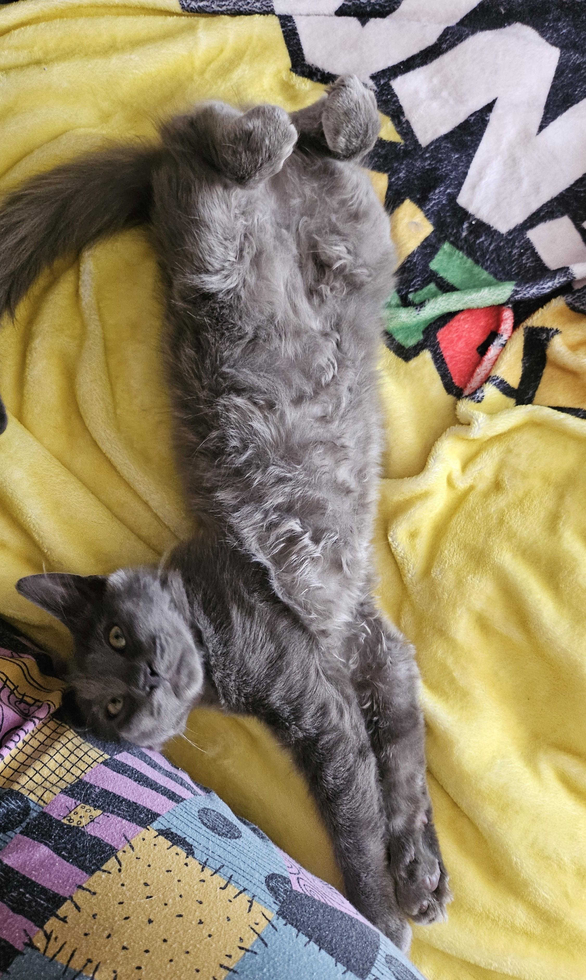 Enlarge Pugsley (A140893), a Adoptable Domestic Medium Hair in Burbank, CA image 4/6