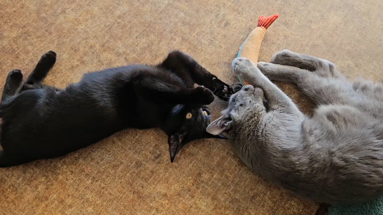 Enlarge Pugsley (A140893), a Adoptable Domestic Medium Hair in Burbank, CA video 6/6