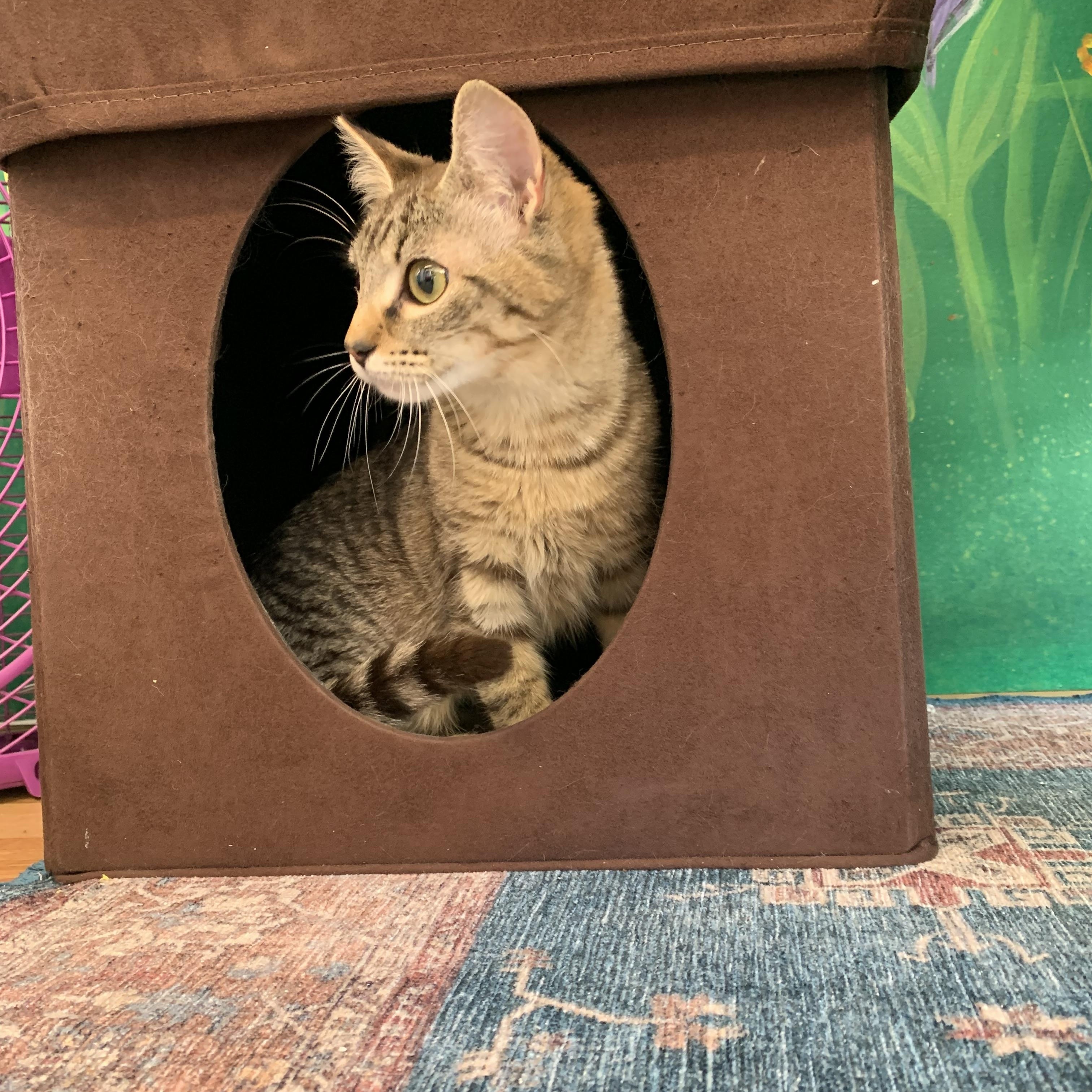 Enlarge Dory, a Adoptable Domestic Short Hair in Kelso, WA image 2/5