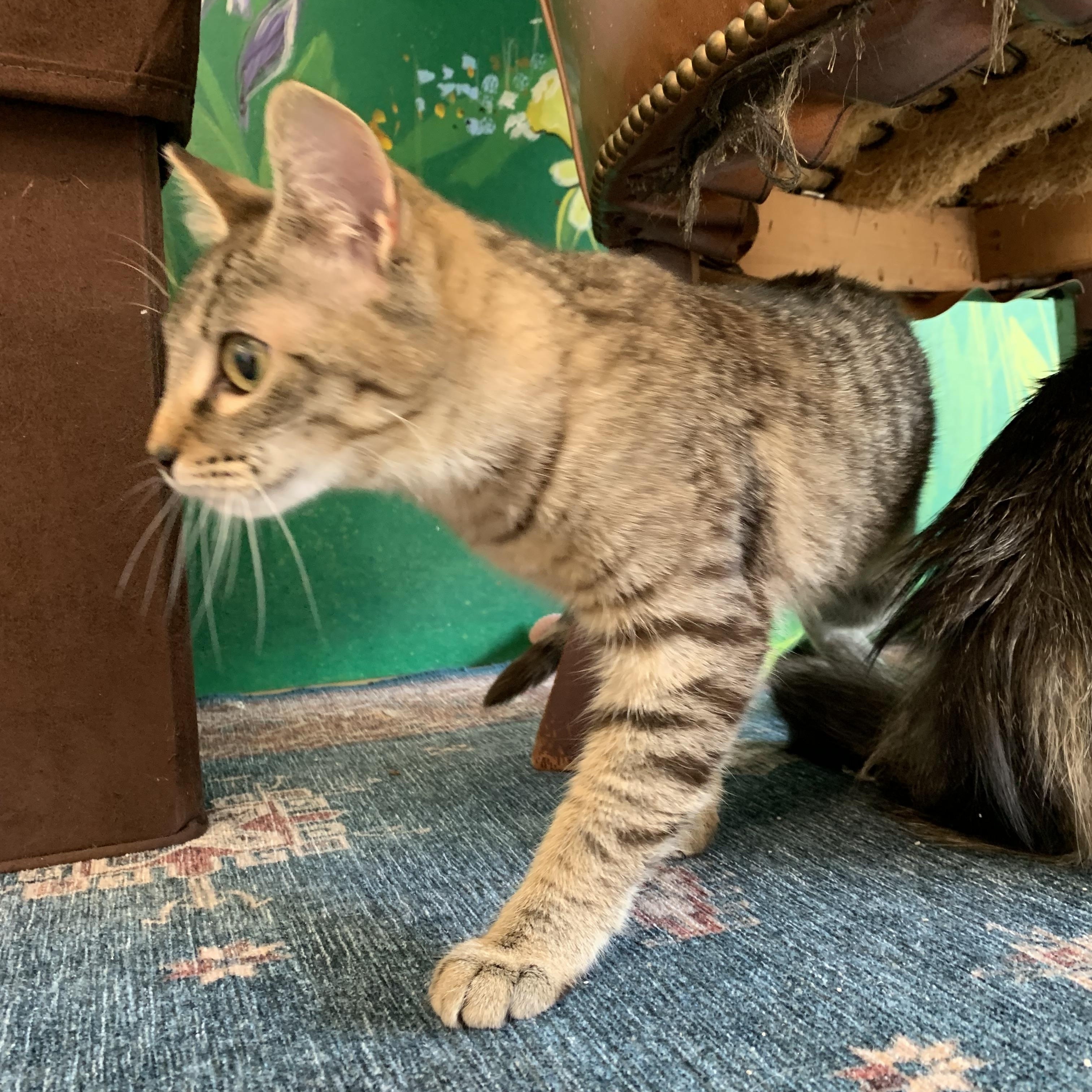 Enlarge Dory, a Adoptable Domestic Short Hair in Kelso, WA image 4/5