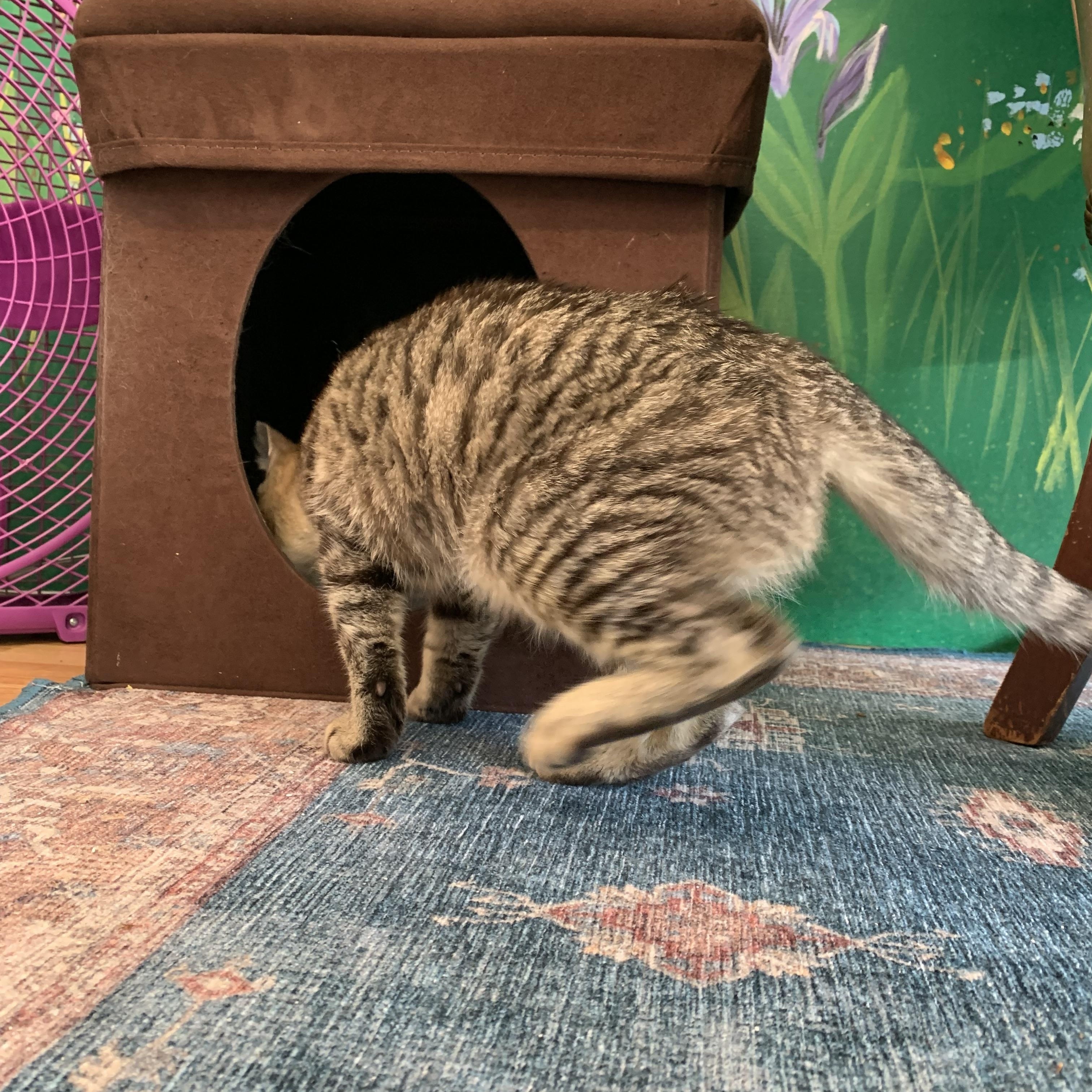 Enlarge Dory, a Adoptable Domestic Short Hair in Kelso, WA image 3/5