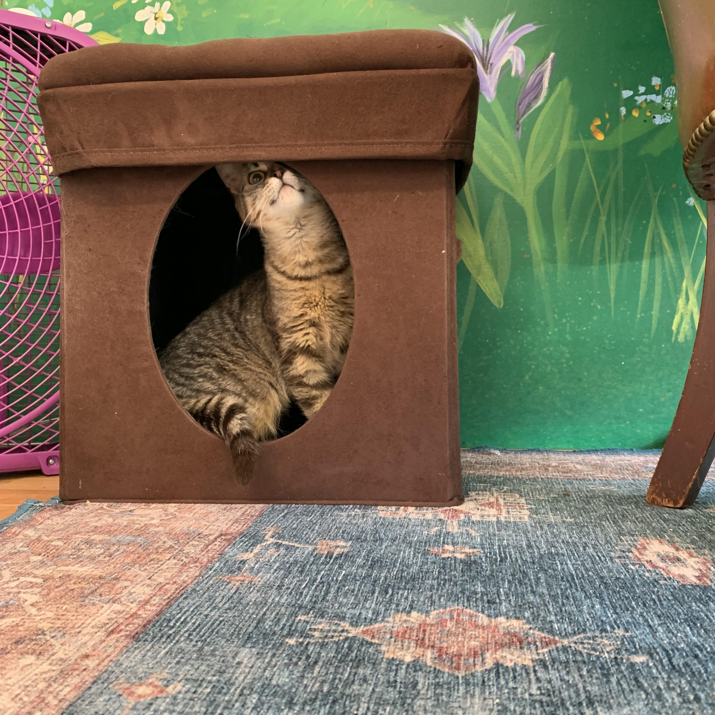 Enlarge Dory, a Adoptable Domestic Short Hair in Kelso, WA image 1/5
