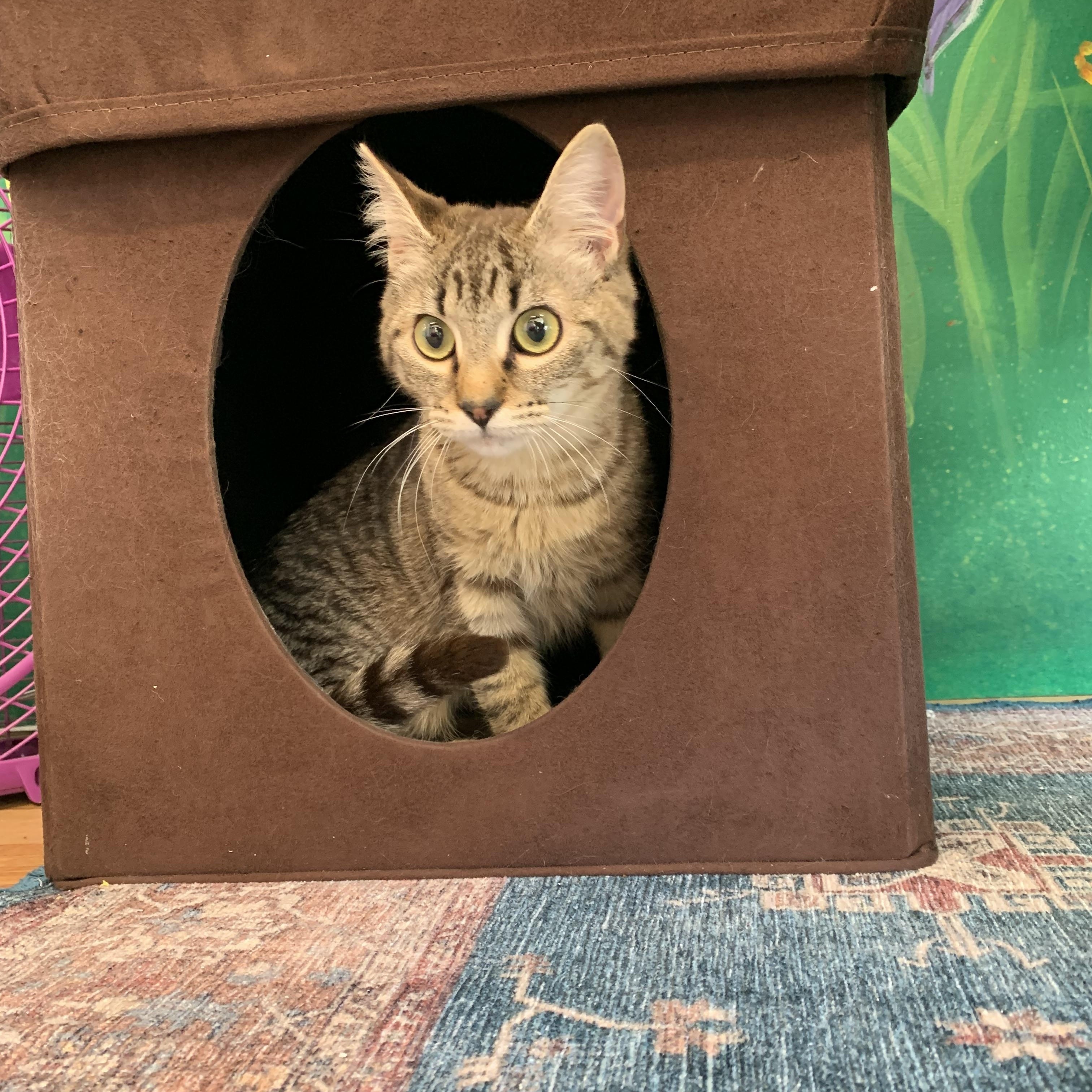 Enlarge Dory, a Adoptable Domestic Short Hair in Kelso, WA image 5/5