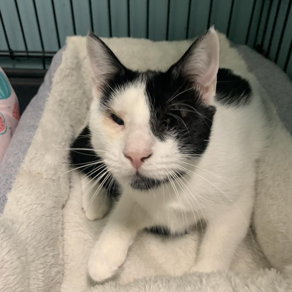 Enlarge Jade, a Adoptable Domestic Short Hair in West Islip, NY image 1/1