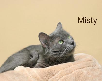 Misty, Adoptable, Adult Female Domestic Short Hair & Domestic Short Hair.