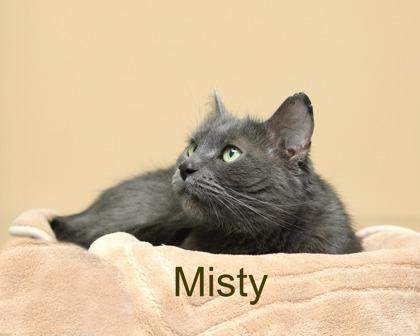 Enlarge Misty, a Adoptable mixed breed in Parma, OH image 1/2