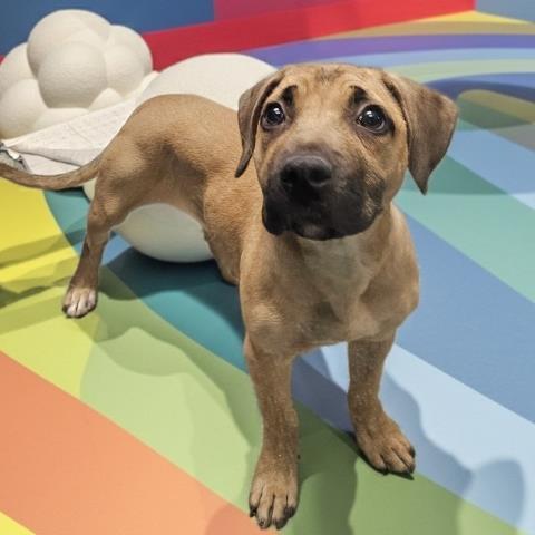 Enlarge REECE, a Adoptable Mastiff in Clinton Township, MI image 1/1