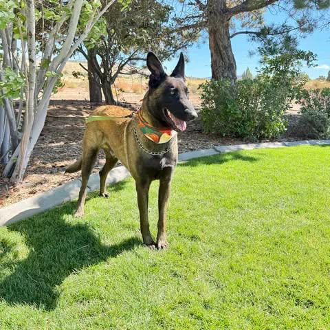 Smokey, Adopted, Adult Male Belgian Shepherd / Malinois.
